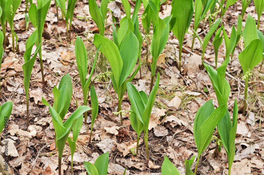 The leaves of Lily in early may. The leaves of Lily in early may.