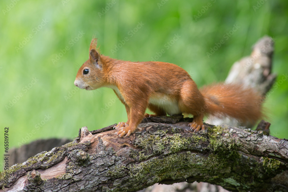 Eichhörnchen