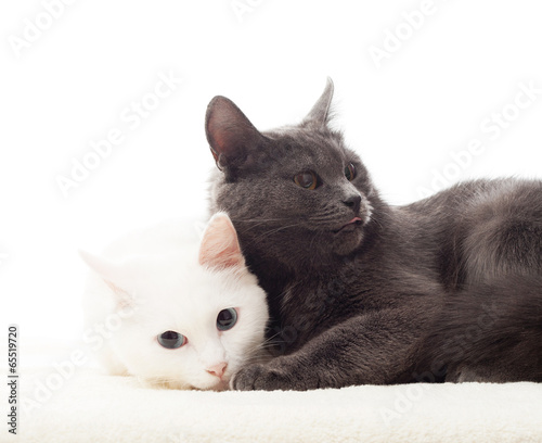 two cute cat lying on white background