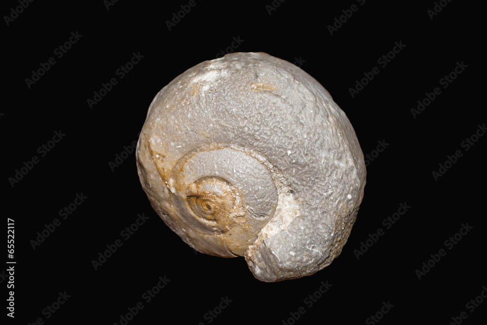 Fossil 5