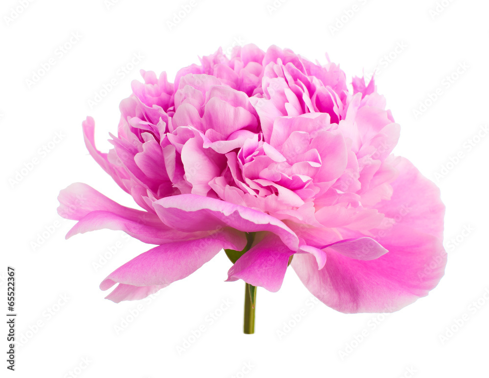 Peony flower isolated on a white background.