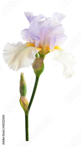 Iris flower. Isolated on white background