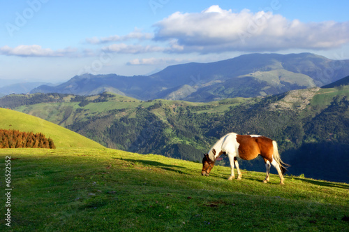 horse on mountains