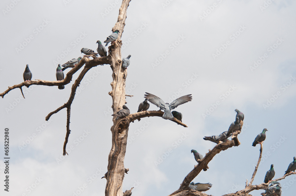 flock of doves sitting on a tree top in india - rajasthan flock of doves sitting on a tree top in india - rajasthan
