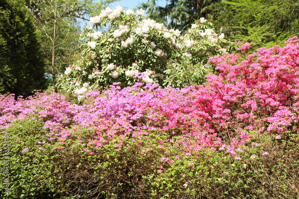 Rhododendron blooming in a park