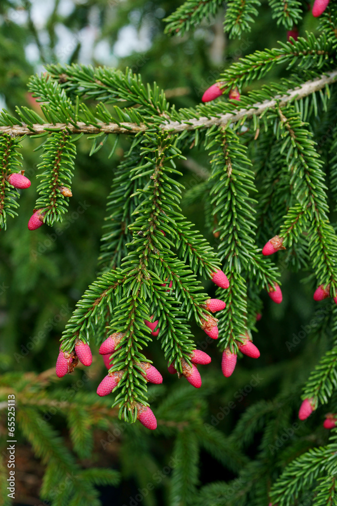 Picea orientalis Aureospicata - spring flowers