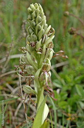 Bocks-Riemenzunge (Himantoglossum hircinum) am Dörnberg