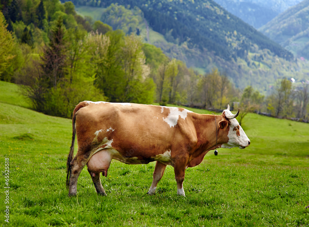 Healthy cow in mountains