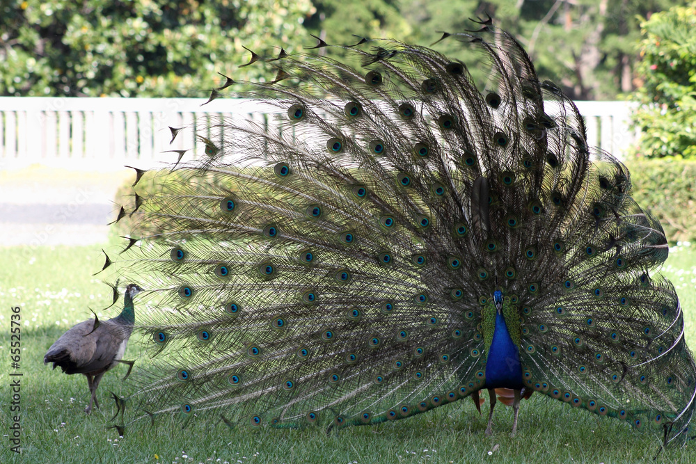 Fototapeta premium Male peacock showing tail feathers to female