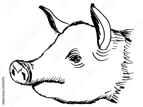 head of pig