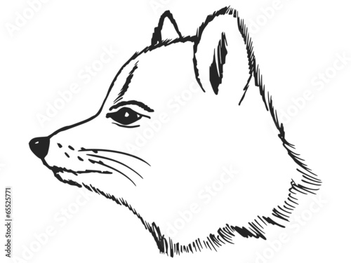 polar fox