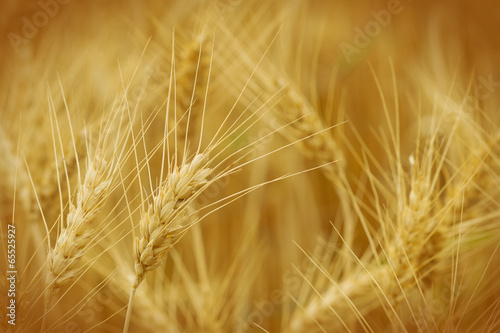 Wheat field for background