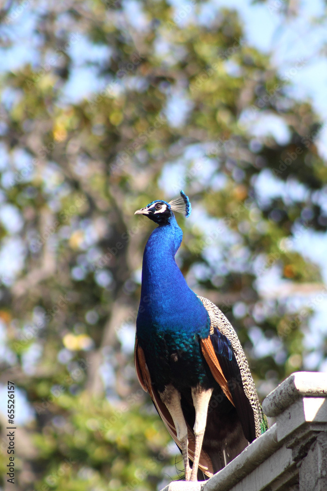 Obraz premium Male peacock