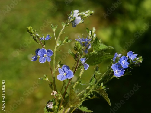 blue flowers of plant Bird's eye photo