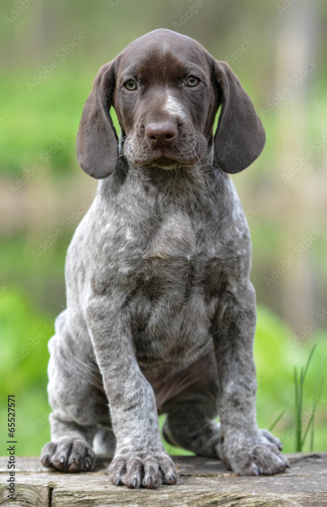 german shorthaired pointer