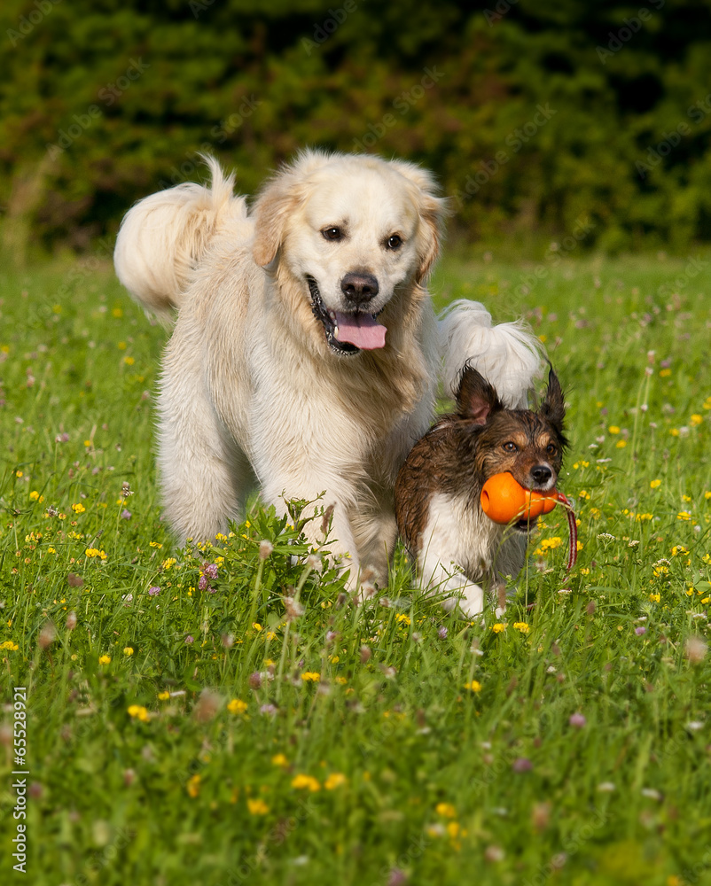 Dogs playing together with ball Dogs playing together with ball