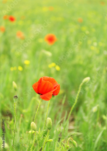 Poppy flower, outdoors