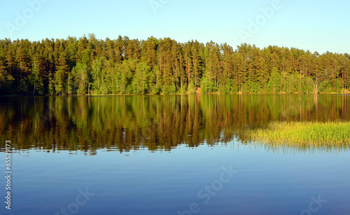 forest Lake landscape