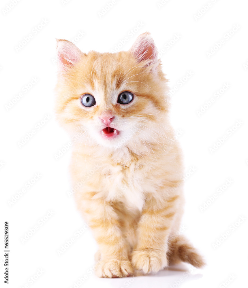 Cute little red kitten isolated on white Cute little red kitten isolated on white