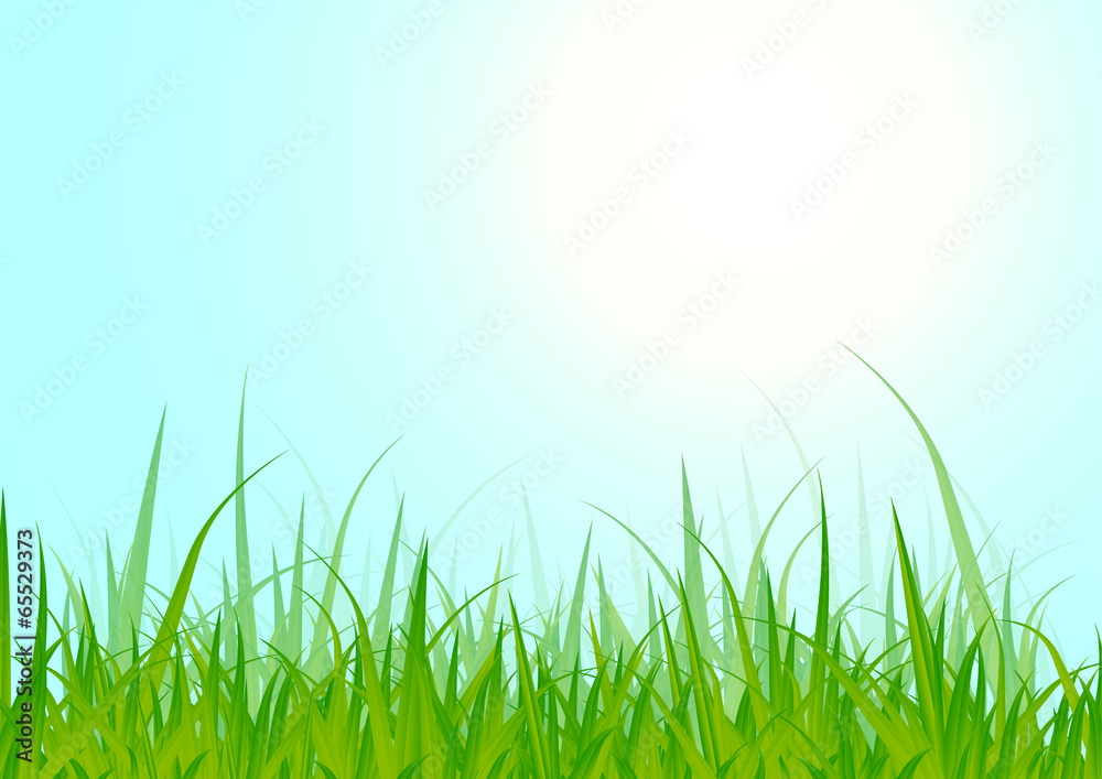 Fototapeta premium Grass
