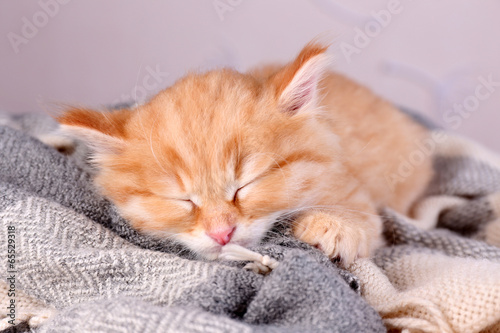Cute little red kitten sleeping