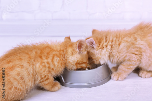 Cute little red kittens drinking milk on light background