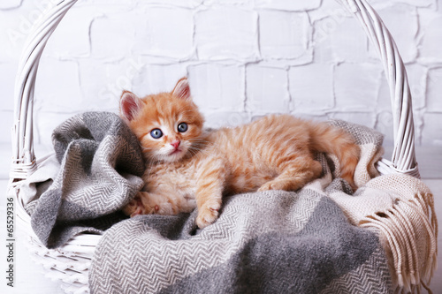 Cute little red kitten relaxing in basket, on light background