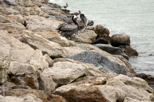 One brown pelican in Florida