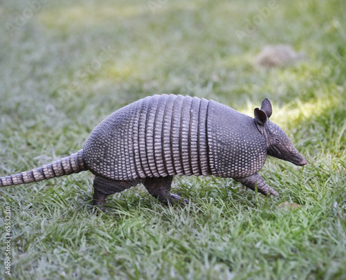 Fotografía Armadillo