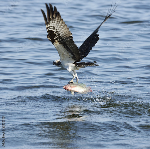 Osprey Catching Fish photo