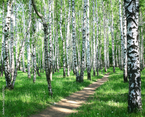 Fototapeta Naklejka Na Ścianę i Meble -  Pathway in spring birch grove with sun beams