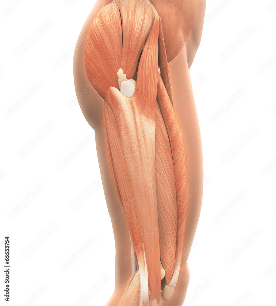 Naklejka premium Upper Legs Muscles Anatomy