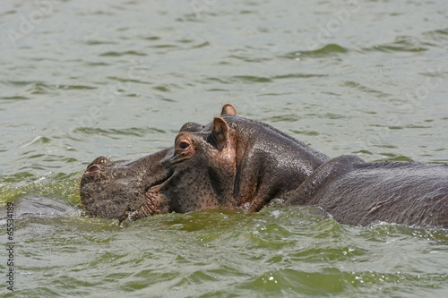 Hippopotamus in the Nile River