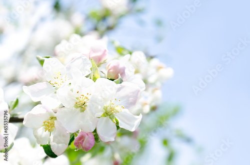 Apple blossoms and blue sky