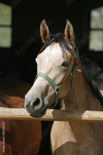 Arabian horse stallion portrait at the corral door.