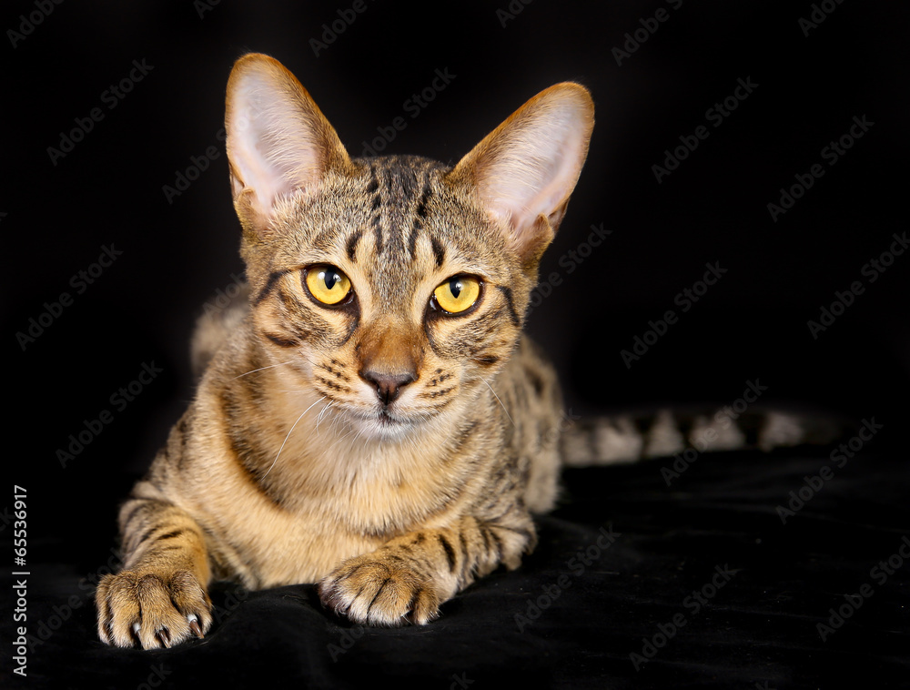 Obraz premium Purebred cat