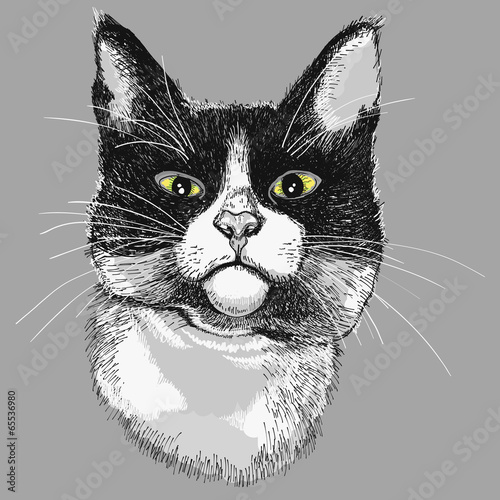 Portrait of a black and white cat. illustration