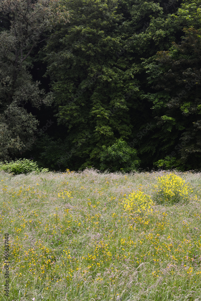 Obraz premium Forest grass