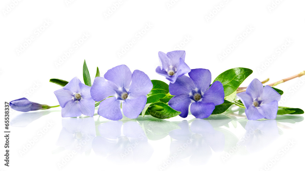 Fototapeta premium Beautiful blue flower periwinkle isolated on white background