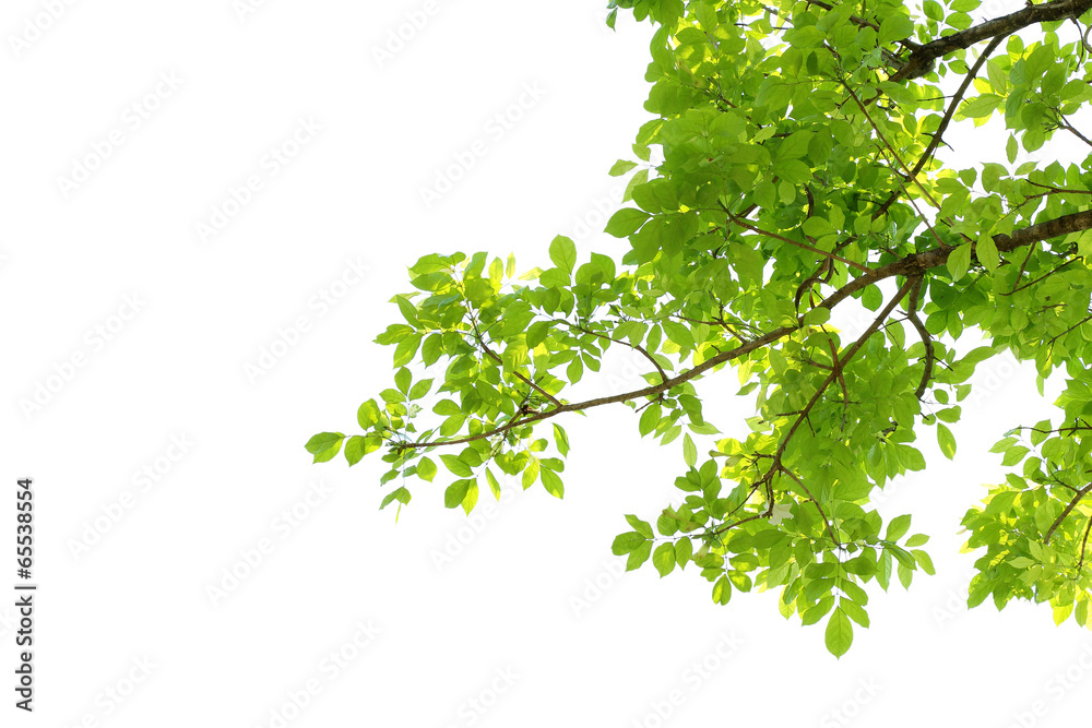 Obraz premium green leaf isolated on white background