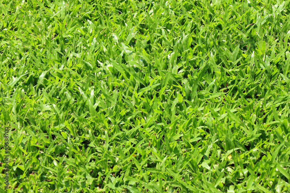 Grass background closeup photo Grass background closeup photo