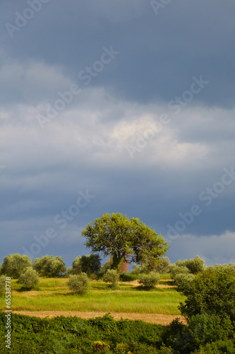 Countryside, San Quirico d`Orcia , Tuscany, Italy