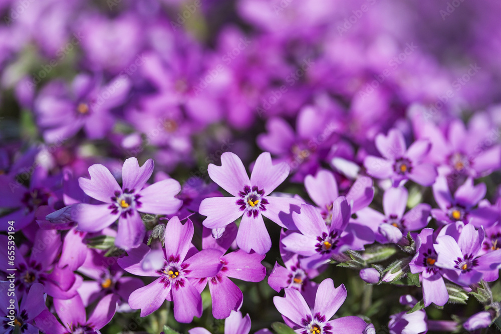 Obraz premium wild purple flowers