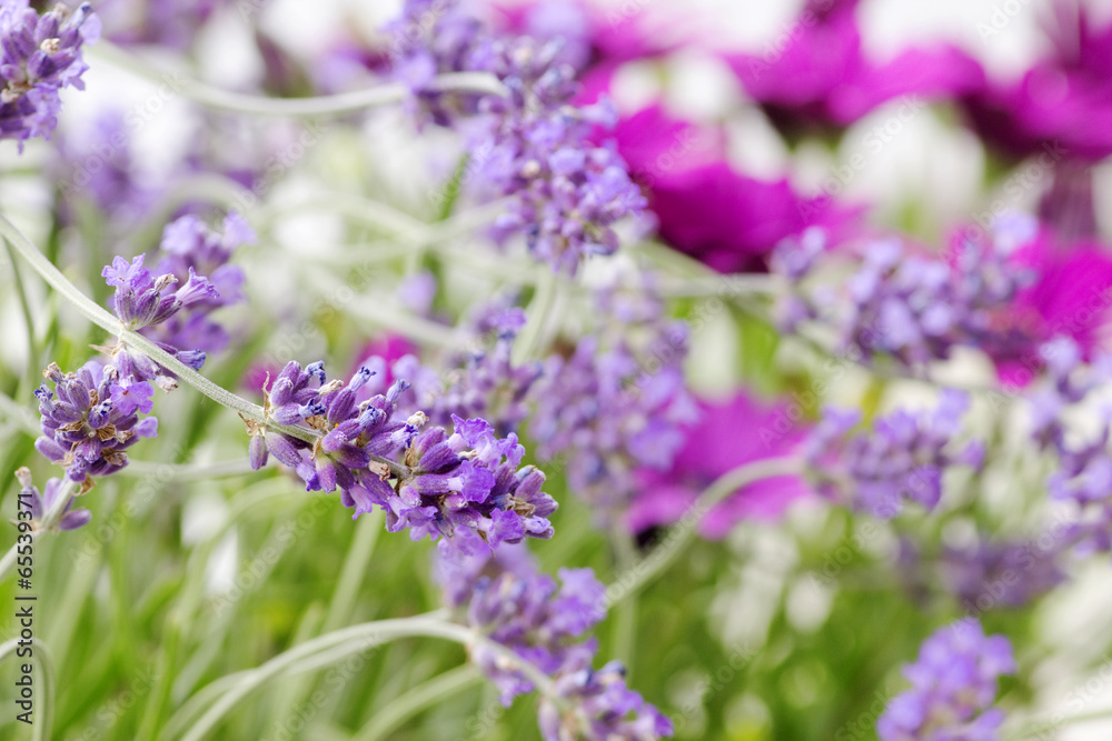 lavende and african daisies in outdoor garden lavende and african daisies in outdoor garden
