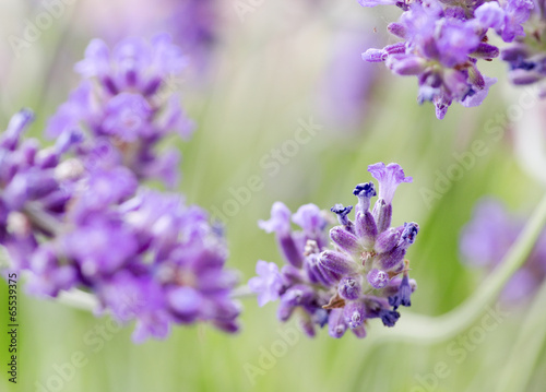 Fototapeta Naklejka Na Ścianę i Meble -  lavender flower in outdoor scene