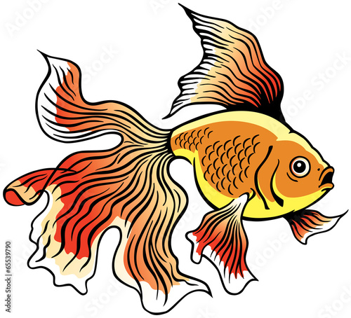 goldfish