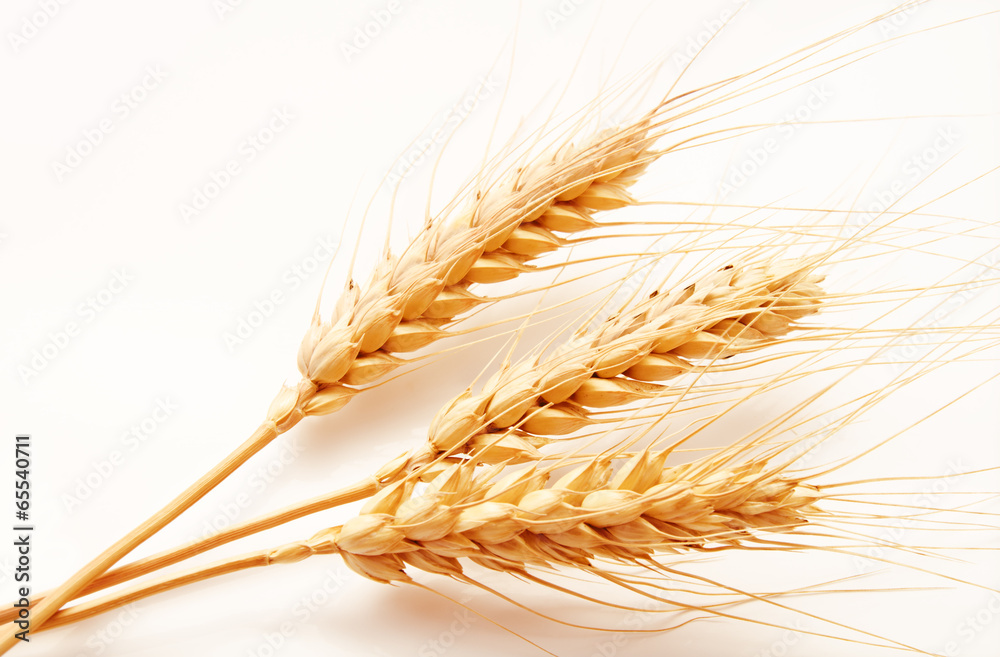 Wheat ears isolated on a white Wheat ears isolated on a white