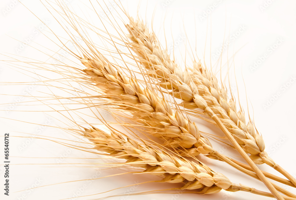 Wheat ears isolated on a white Wheat ears isolated on a white