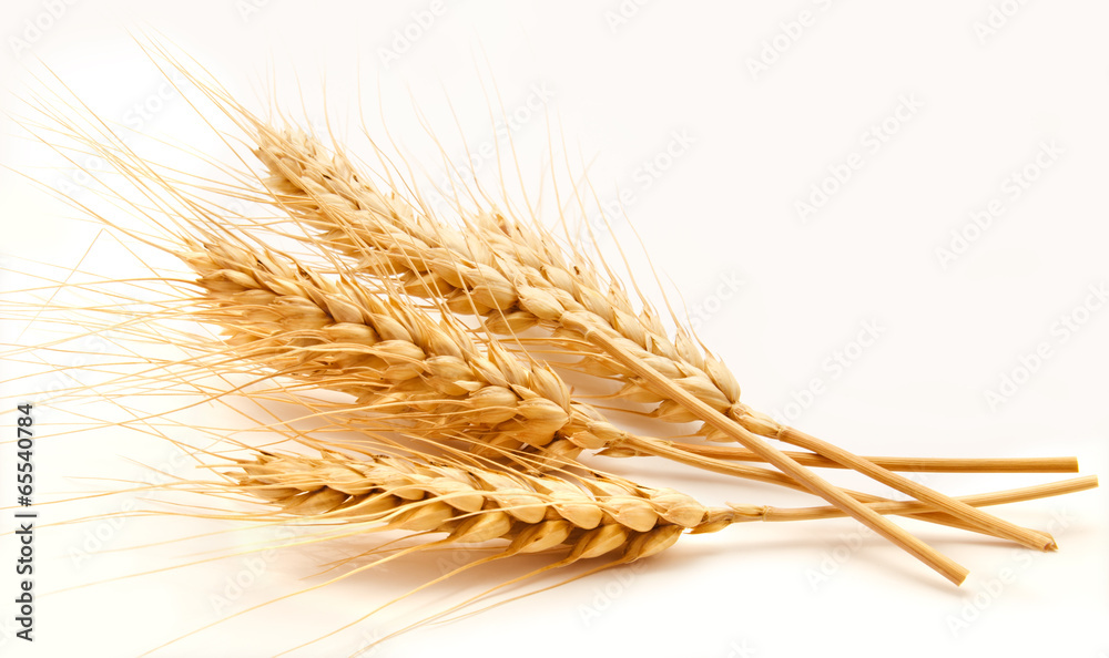 Wheat ears isolated on a white Wheat ears isolated on a white