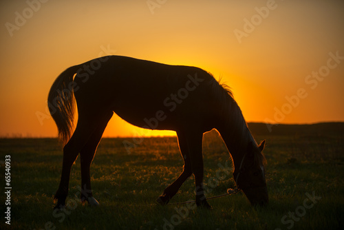 horse © Ivan Nakonechnyy